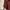 Ben Davis Vintage Casual Casual shirt Pria burgundy photo 6