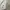 AURALEE Minimalist Sweatshirt Pria gray photo 4