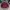Vintage Casual Harrington jacket Pria burgundy photo 2