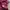 Vintage Casual Harrington jacket Pria burgundy photo 7