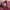 Vintage Casual Harrington jacket Pria burgundy photo 4