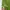 Adidas Streetwear Sportswear T-shirt Wanita green photo 3