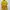 Uniqlo Casual T-shirt Pria Yellow
