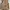 Carhartt Casual Denim jacket Pria brown photo 2