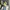 Uniqlo Casual Formal Shirt Pria Yellow