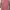 Under Armour Sportswear T-shirt Wanita pink photo 1