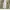 Uniform Bridge Vintage Streetwear Casual pants Pria tan photo 3