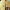 Champion Vintage Casual T-shirt Pria Yellow