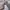 Charles and Keith Coquette Casual Crossbody Bag Wanita cream photo 3