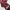 Vintage Casual Pria burgundy red photo 5
