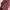 Keds Casual Sneakers Wanita red photo 4