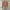 Sophie Martin Vintage Cardigan Wanita orange photo 1