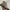 Nike Lolita Minimalist Sneakers Pria tan gray photo 1