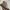 Nike Lolita Minimalist Sneakers Pria Tan Gray