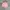 Casual Short Wanita pink photo 2