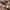 Massimo Dutti Luxury Biker Leather jacket Pria brown photo 5