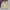 Casual Harrington Jacket Pria Tan