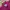 Carhartt Streetwear T-shirt Pria burgundy photo 2
