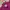 Carhartt Streetwear T-shirt Pria Burgundy