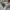 Diesel Indie Casual Formal shirt Pria multicolor photo 4