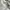 Adidas Sportswear Track jacket Wanita white photo 5