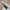 Adidas Sportswear Windbreaker Pria white photo 4