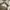 Valentino Luxury Casual Sneakers Pria gold white photo 8
