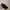 Lacoste Casual Loafer Pria black photo 1