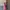 Vintage Casual dress Wanita pink photo 1