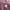 Carhartt Vintage Y2K Hoody Pria burgundy photo 4