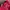 Converse Casual Trench coat Pria red photo 3