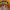 Converse Streetwear Casual Sneakers Pria orange yellow photo 3