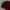 Topten Casual Sweater Pria burgundy blue photo 5