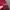 Napapijri Grunge Goth Fur coat Pria red black photo 3