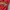 Cosplay Casual Bomber jacket Pria red yellow photo 3