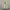 Burberry Casual Bomber Jacket Pria Cream
