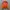 Ellesse Indie Track jacket Pria pink orange photo 1