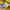 Streetwear Y2K T-shirt Pria yellow photo 4