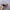 Vintage Streetwear Hat Pria tan black photo 2