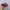 Made in USA Streetwear Skater Hat Pria burgundy tan photo 2