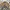 Uniqlo Biker Casual Bomber Jacket Pria Tan Brown