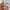Japanese brand Cosplay Coquette Crop top Wanita multicolor pink photo 6
