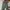 Dickies Biker Skater Sweatpants & Joggers Pria multicolor photo 2
