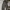Dickies Biker Skater Sweatpants & Joggers Pria multicolor photo 1