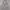 Dickies Luxury Futurist Hoody Pria Green Gray