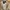 Dolce & Gabbana Luxury Casual Formal shirt Pria khaki cream photo 2