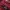 Skater Sportswear Windbreaker Pria burgundy photo 5