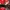 New Era Casual Hat Pria white red photo 1