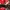 New Era Casual Hat Pria White Red