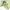 Vintage Casual Short Pria khaki photo 8